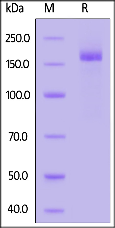 Spike protein SDS-PAGE