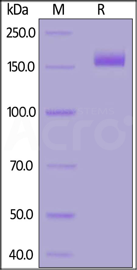 Spike protein SDS-PAGE