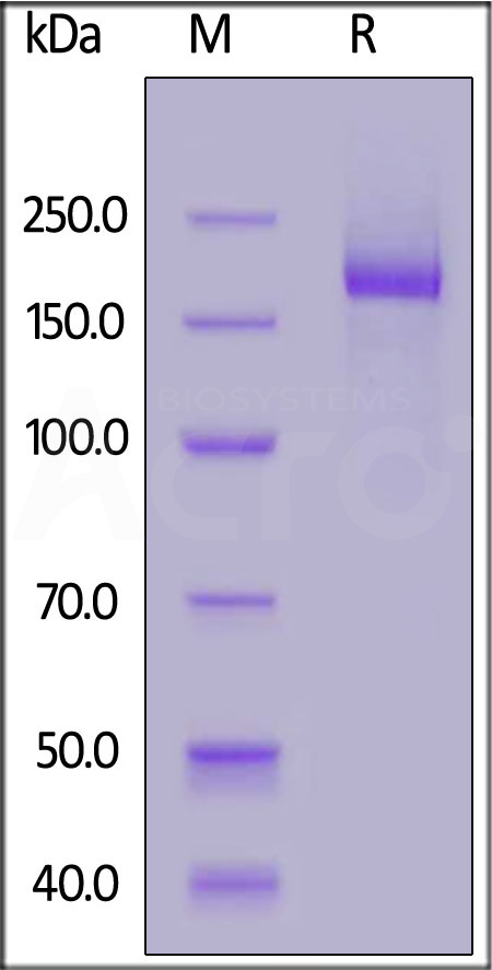 Spike protein SDS-PAGE