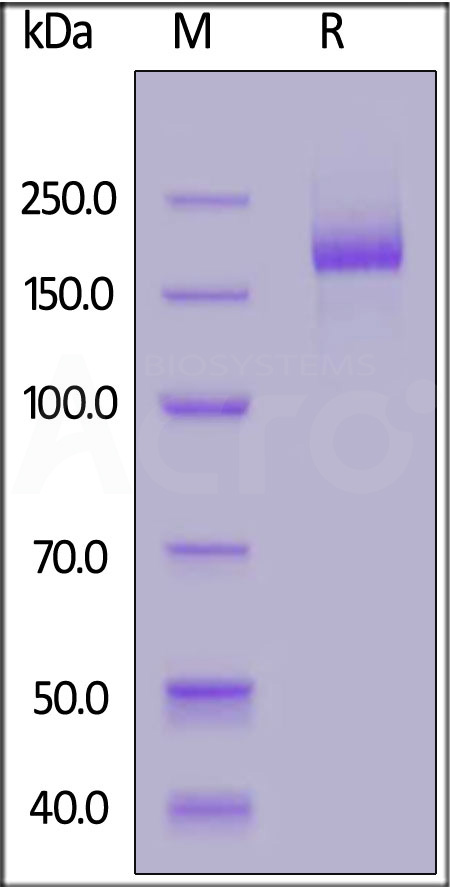 Spike protein SDS-PAGE