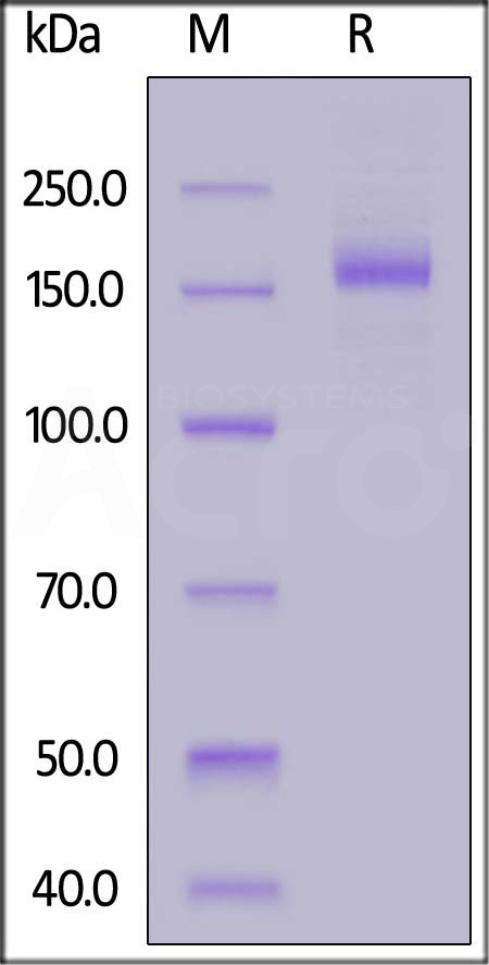 Spike protein SDS-PAGE