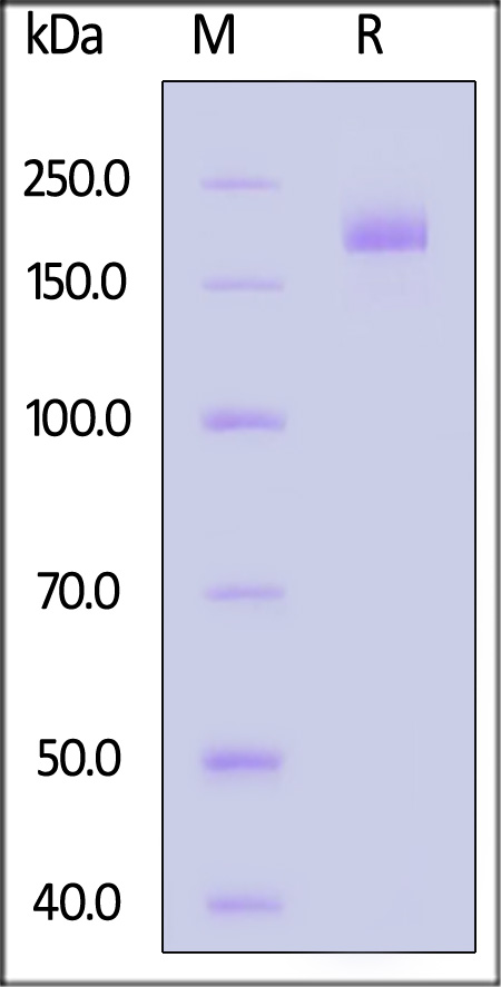 Spike protein SDS-PAGE