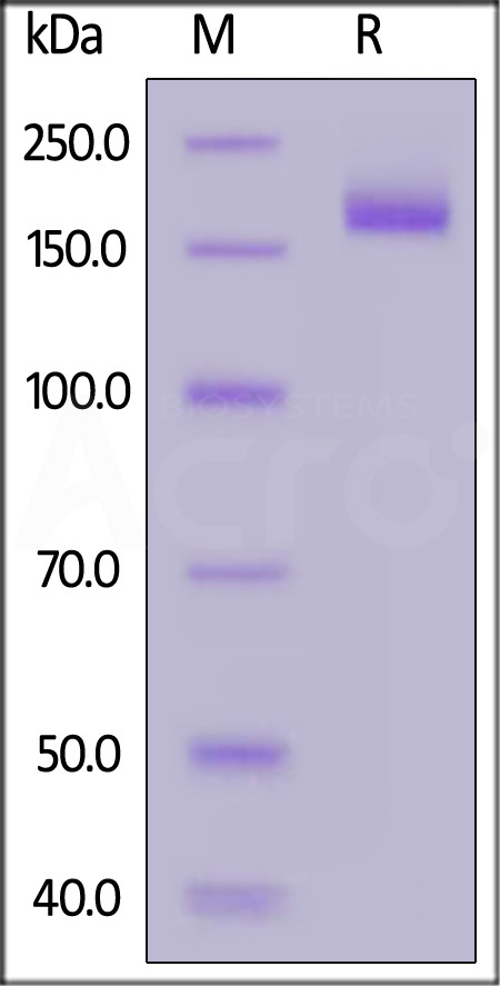 Spike protein SDS-PAGE