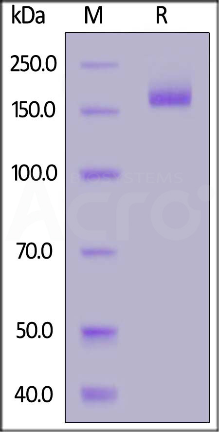 Spike protein SDS-PAGE