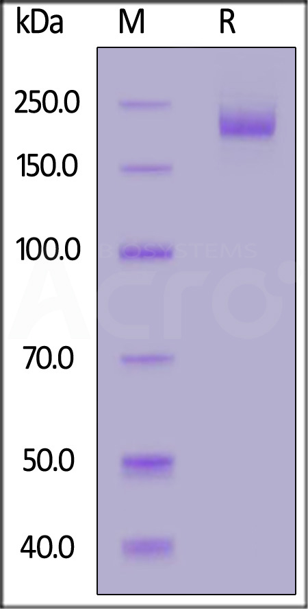 Spike protein SDS-PAGE