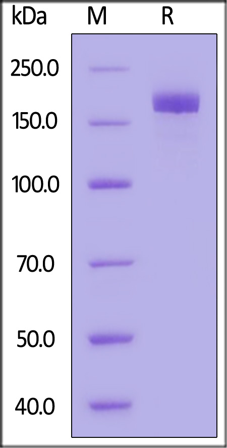 Spike protein SDS-PAGE