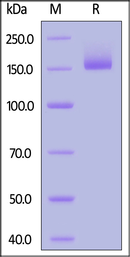 Spike protein SDS-PAGE