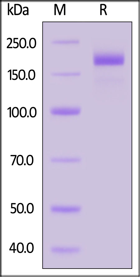 Spike protein SDS-PAGE