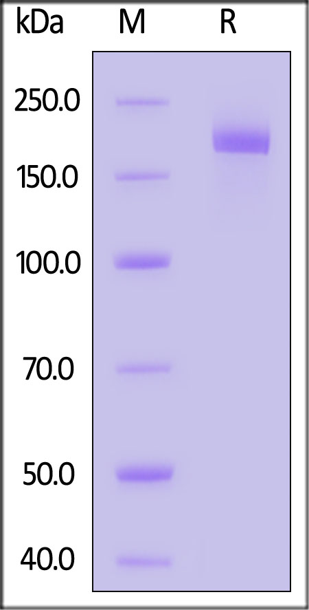 Spike protein SDS-PAGE