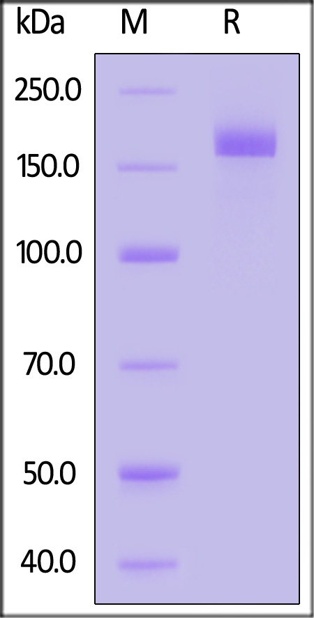 Spike protein SDS-PAGE