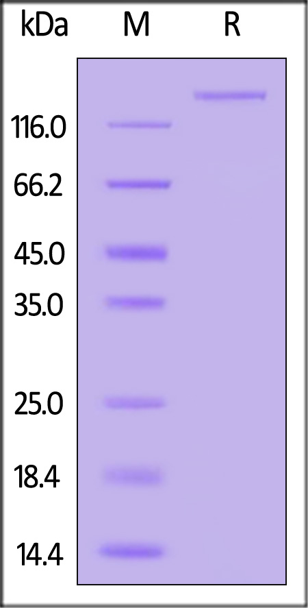 Spike protein SDS-PAGE