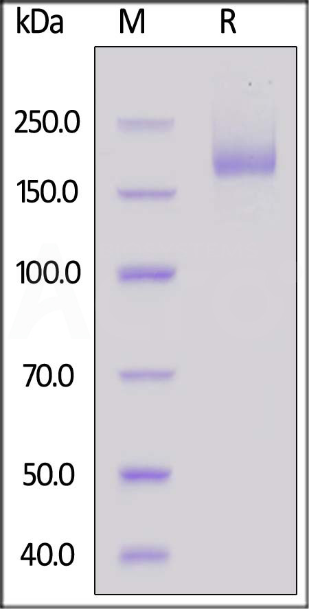 Spike protein SDS-PAGE