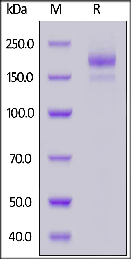 Spike protein SDS-PAGE