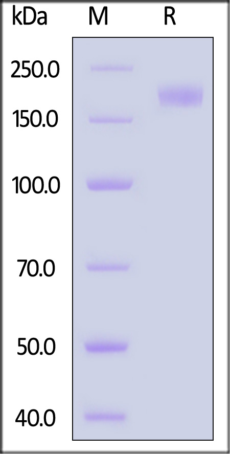 Spike protein SDS-PAGE