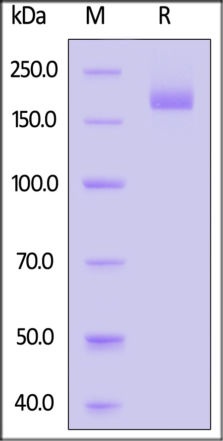 Spike protein SDS-PAGE