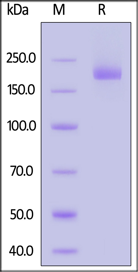 Spike protein SDS-PAGE