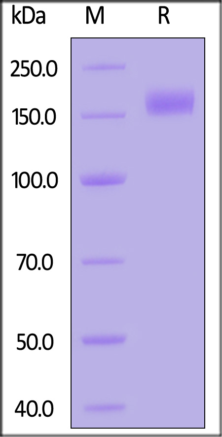 Spike protein SDS-PAGE