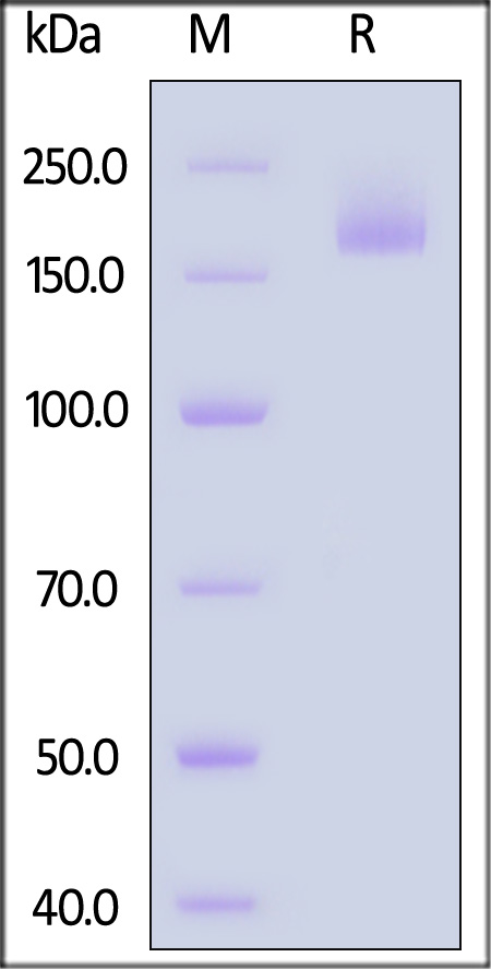 Spike protein SDS-PAGE