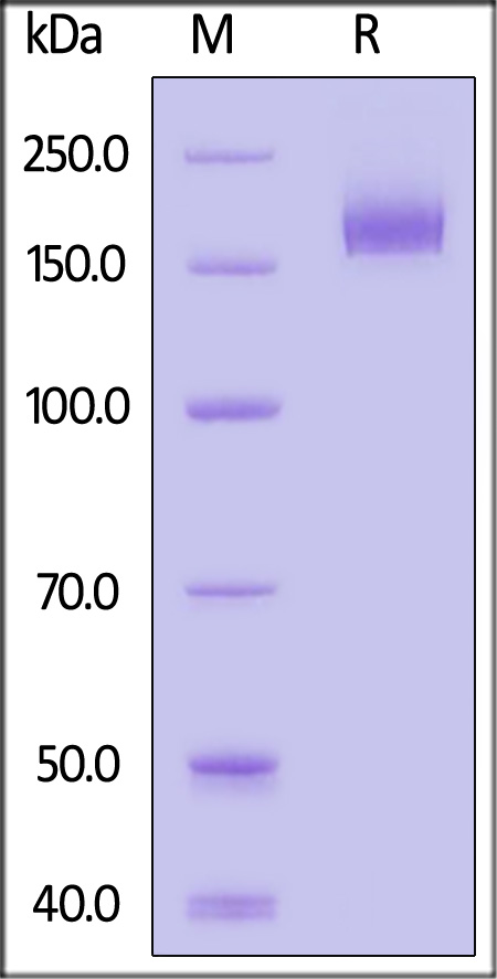 Spike protein SDS-PAGE