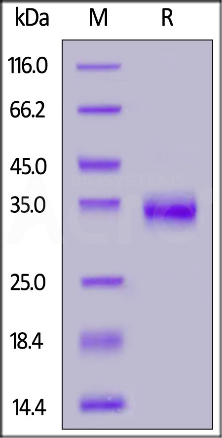 Spike RBD SDS-PAGE