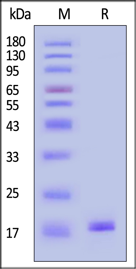 ST1-H5149-sds