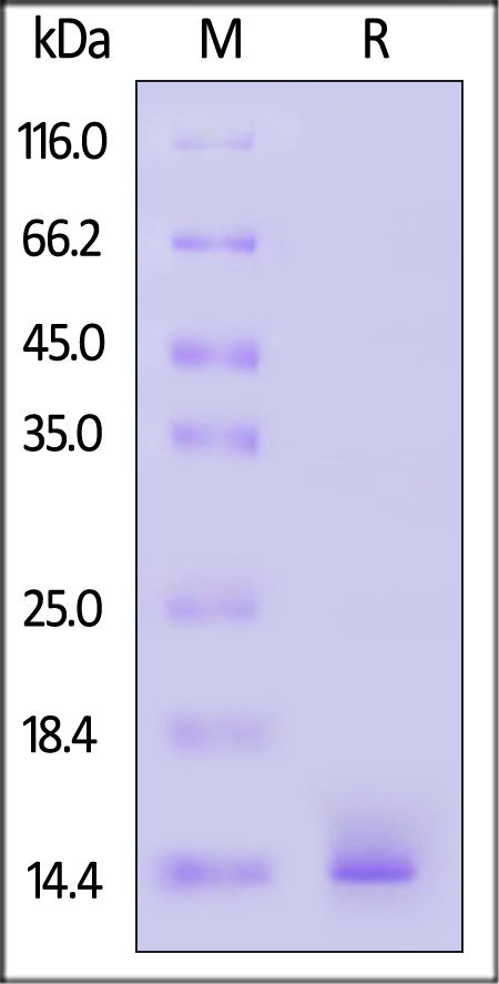 Streptavidin SDS-PAGE