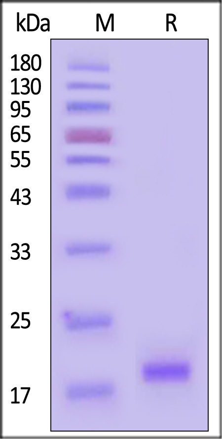 STN-N51H3-sds