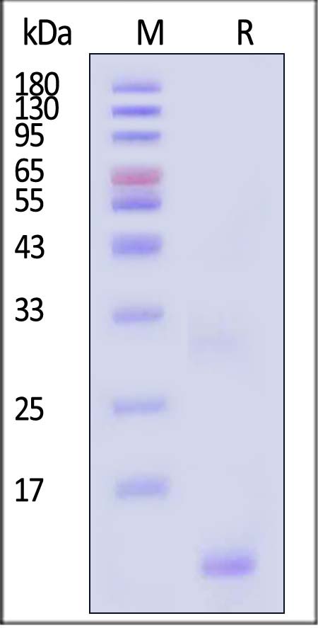 STN-NA119-sds