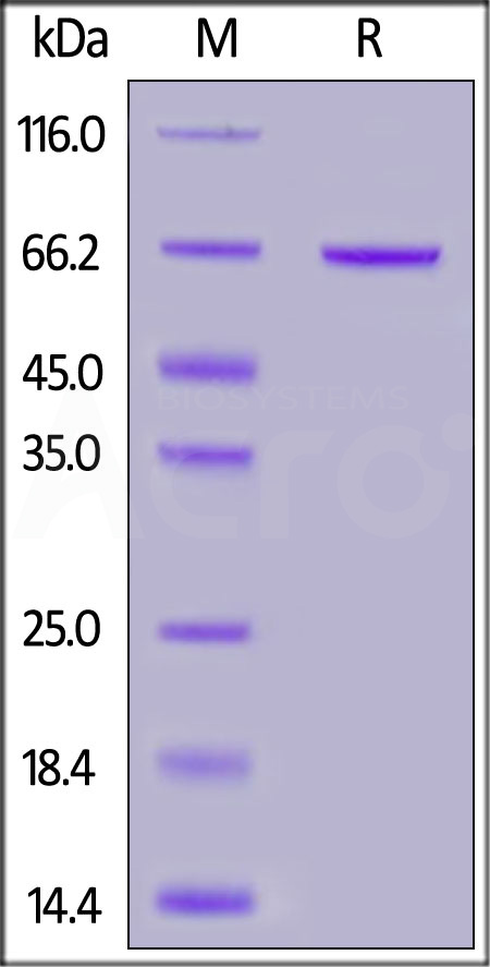 SY1-H5253-sds