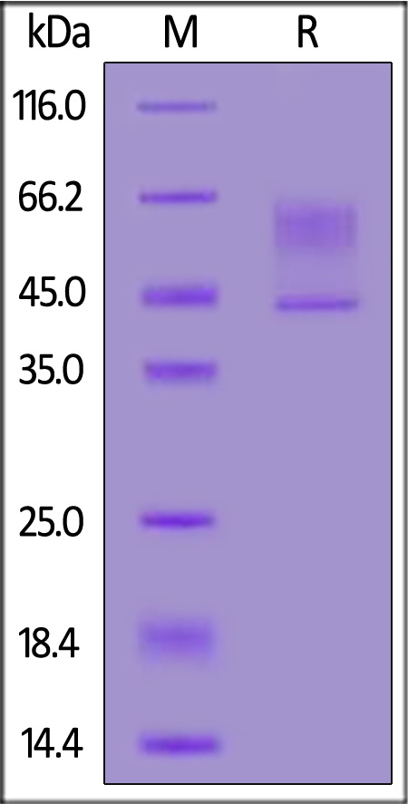 Syndecan-1 SDS-PAGE