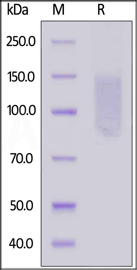 TAE-H52H0-sds