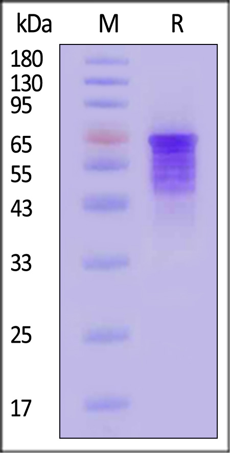 TAU-H5144-sds