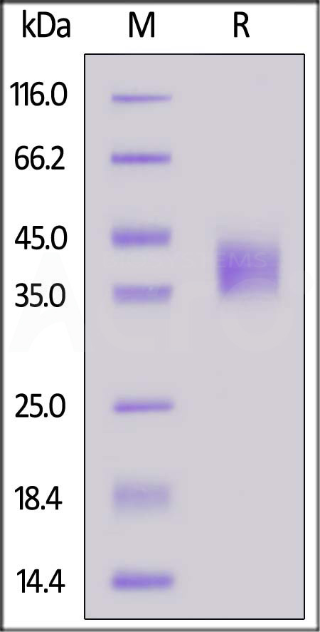 TF3-C52H3-sds