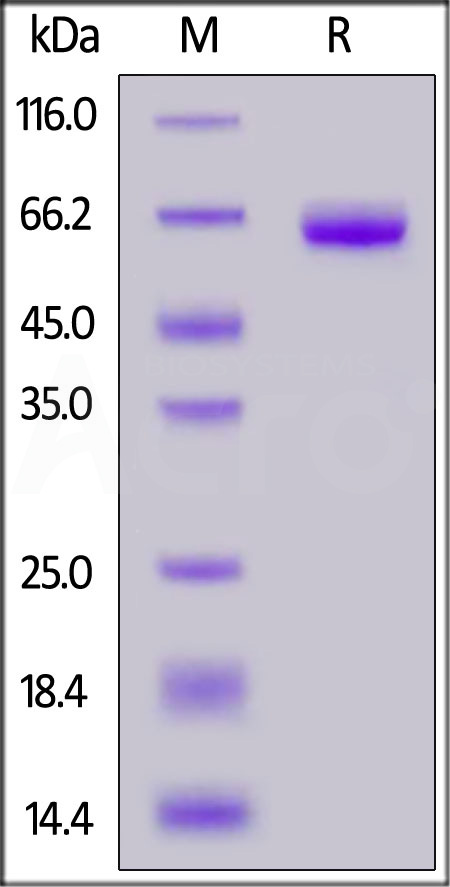 TF3-H5253-sds