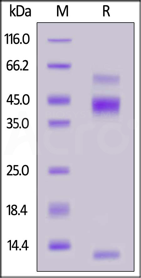 Latent TGF-beta 1 SDS-PAGE