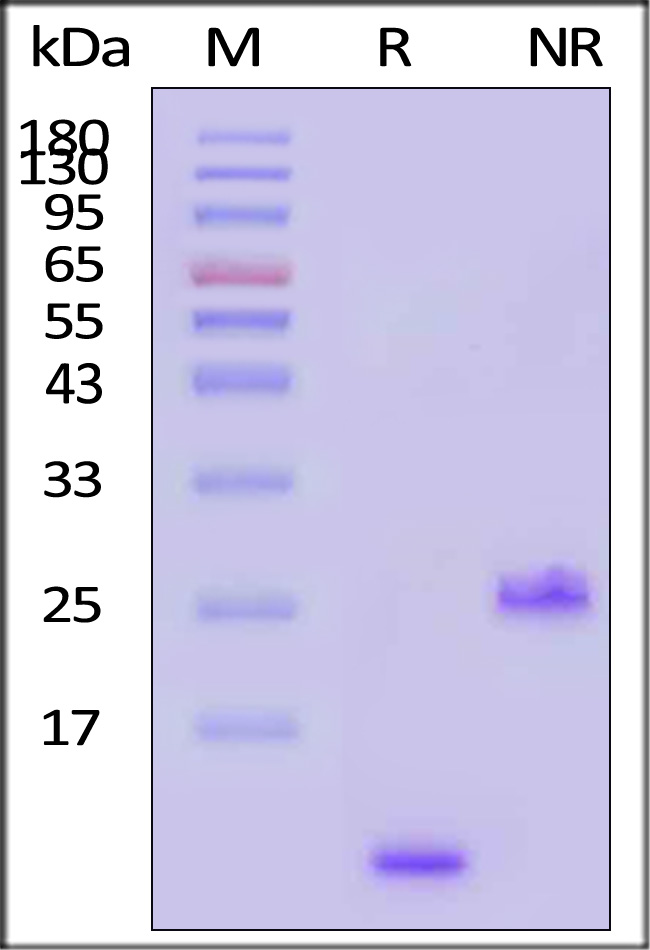 TGF-beta 1 SDS-PAGE