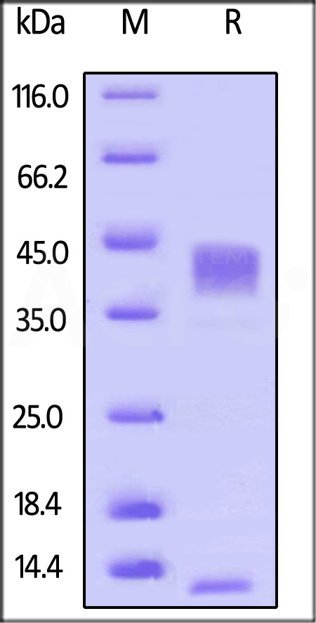 Latent TGF-beta 1 SDS-PAGE