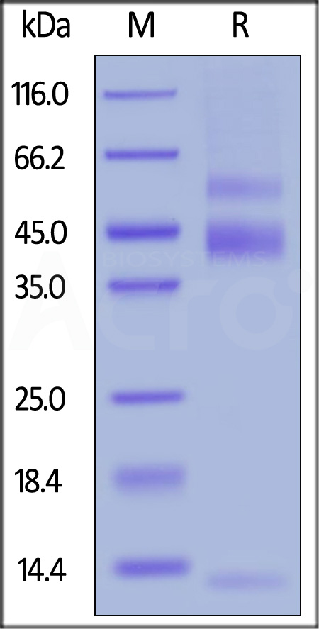 Latent TGF-beta 1 SDS-PAGE