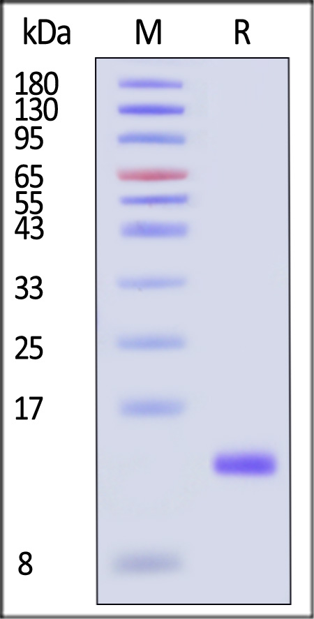 TGF-beta 1 SDS-PAGE