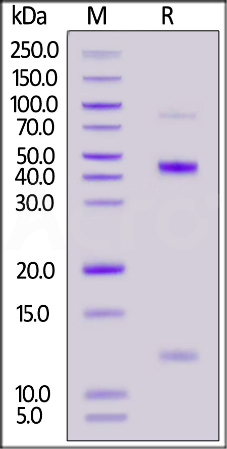 Latent TGF-beta 2 SDS-PAGE