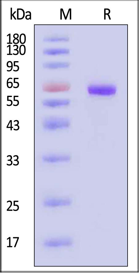 THR-H52H7-sds