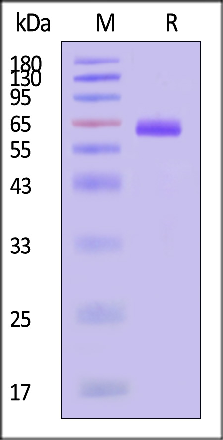 THR-M52H3-sds