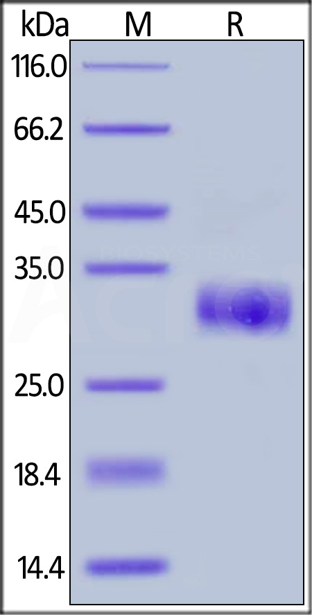 TI1-H5226-sds