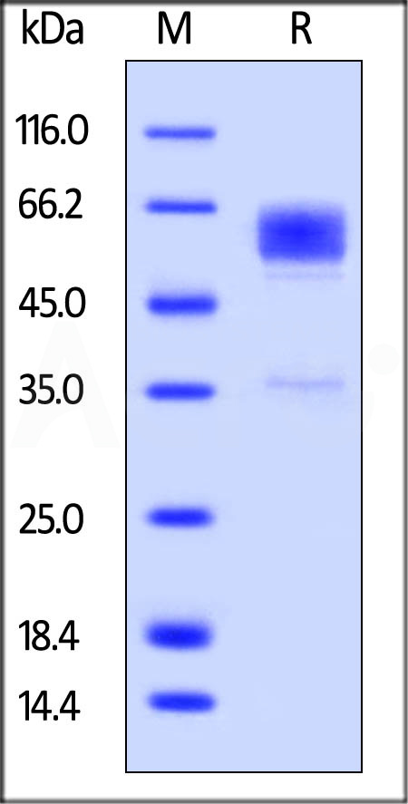 TIM-3 SDS-PAGE