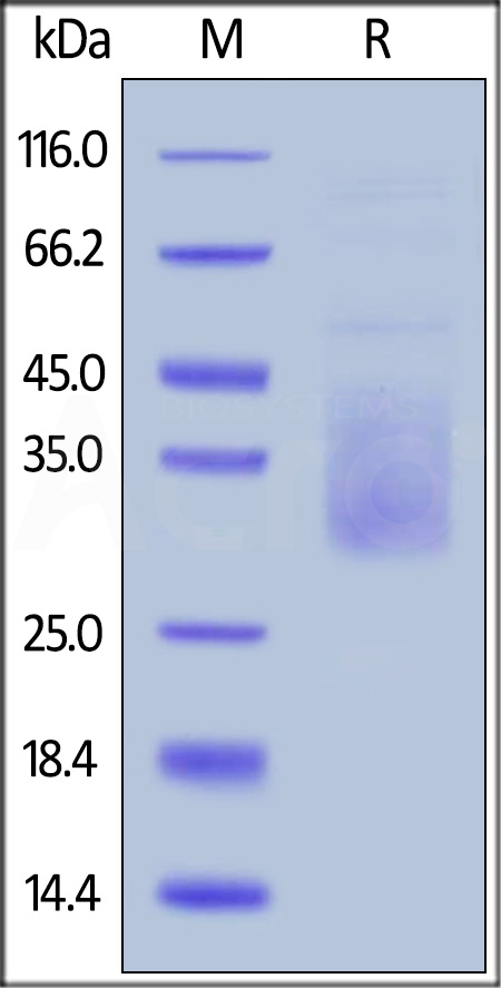 TIM-3 SDS-PAGE