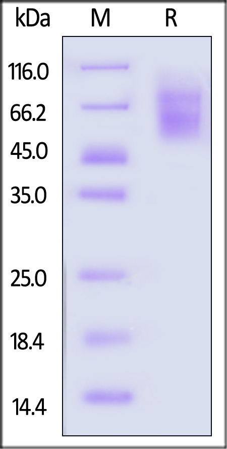 TI4-H52H3-sds