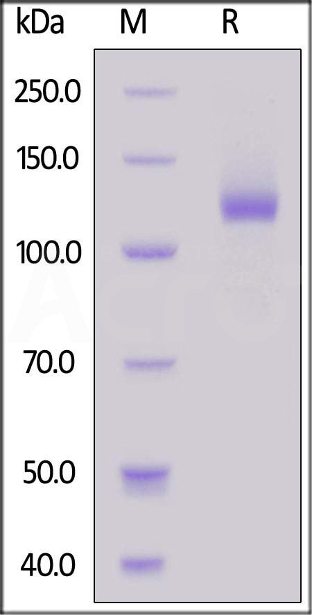 TL3-H5253-sds