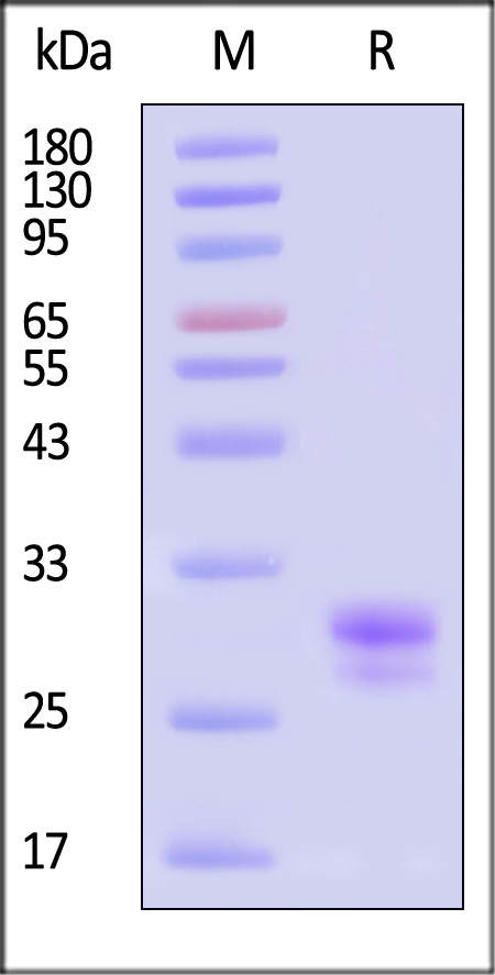 TLA-C5241-sds