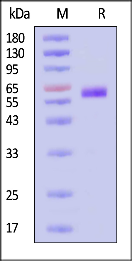 TN1-H5251-sds