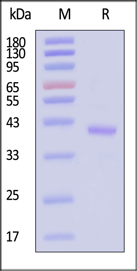 OX40 SDS-PAGE